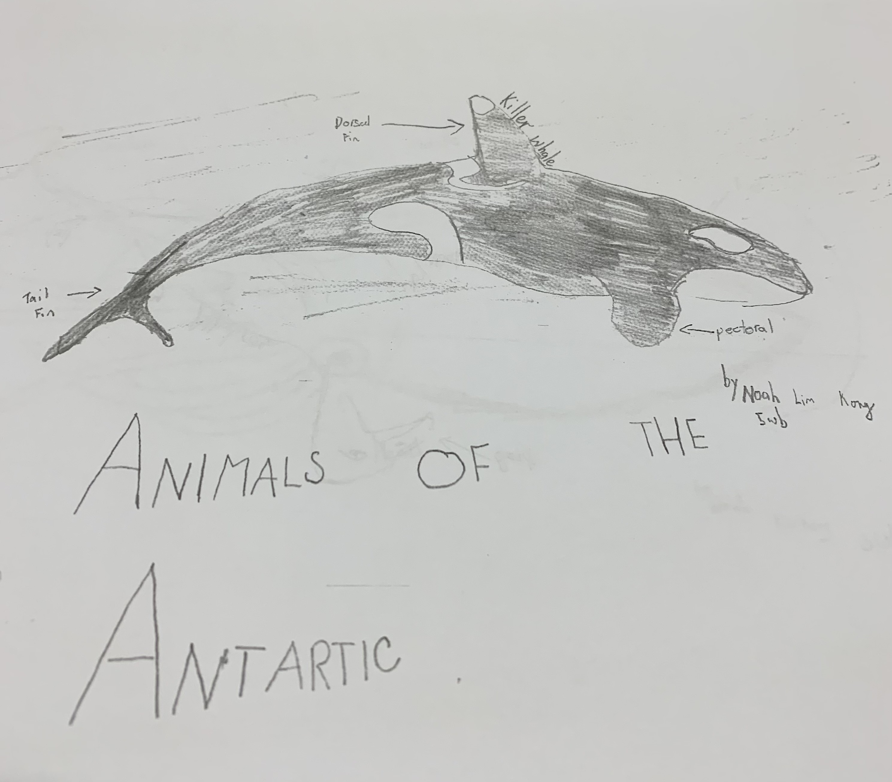 Y5 Antarctic animals