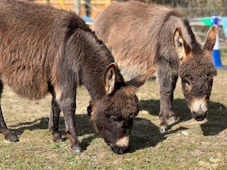 donkey 4