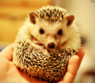 Hedgehog.PNG